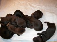 jamniki, szczeni�ta zdj�cie  rodzinne